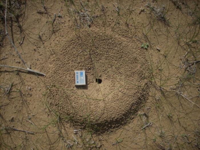 Еще одно гнездо пустынных жнецов. Messor lamellicornis, селятся только в песчано